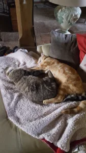 Covexel P D V à Pont-de-Vaux