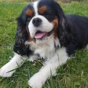 Viva.Vét à Beinheim