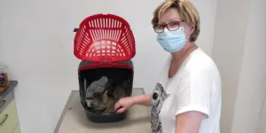 Bishop-Lom-Couvreur Clinique vétérinaire des 3 chemins à Bourg-de-Visa