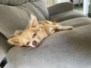 Clinique Vétérinaire des Ansereuilles à Wavrin