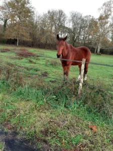 Medical and Surgical Veterinary Office Caychac à Blanquefort
