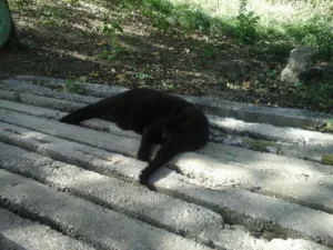 Martel Francis vétérinaire Anould à Anould