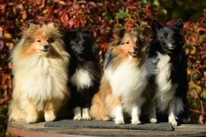 Cabinet vétérinaire des 7 chemins à Vourles