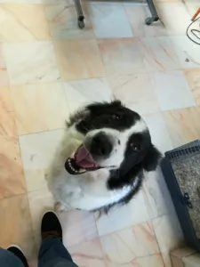 Clinique Vétérinaire d’Épône à Épône