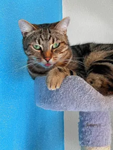 Clinique Vétérinaire Des Chênes à Sochaux