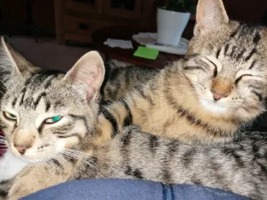 Clinique vétérinaire AMIVETOS à MAGNY LE HONGRE à Magny-le-Hongre