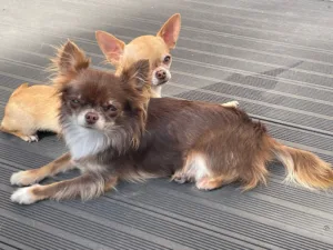 Clinique vétérinaire des Vallons à La Chapelle-de-la-Tour