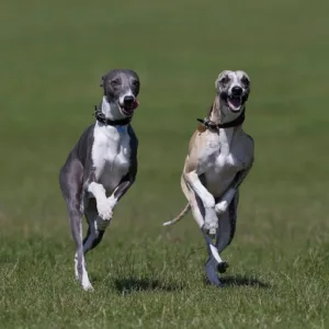 Physiothérapie animale UPRAVET à Bazouges Cré sur Loir