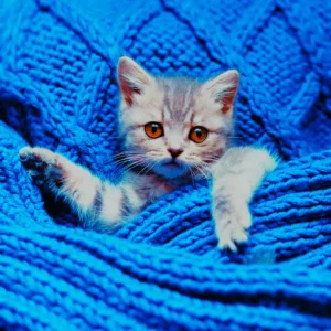 Dezillie Joris à Liginiac