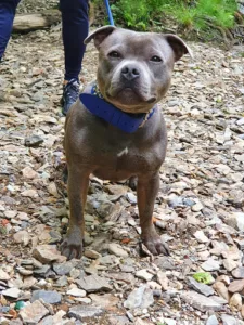 Pecheur-Collet SCM à Monthermé