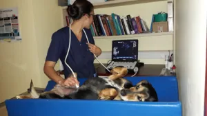 Vétérinaire de la Rance à Merdrignac