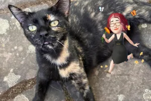 Clinique Vétérinaire Dr Debillot à La Chartre-sur-le-Loir