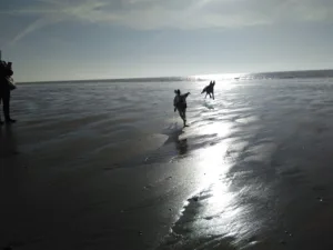 Cabinet Vétérinaire des Polders à Port-Bail-sur-Mer