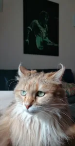 Clinique Vétérinaire du Docteur Rioualen à Trégueux