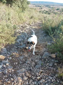 Clinique vétérinaire du Dr Liautard Mylène à Cournonterral