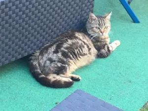 Cabinet Veterinaire des Grands Bois à Amancey