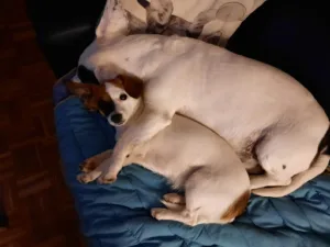 Groupe Vétérinaire à Alluy