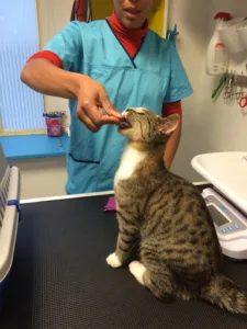 Vétérinaire Vétodefamille – Dr. Amélie Kpadé – Saint Bonnet de Mure à Saint-Bonnet-de-Mure