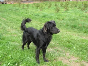 Clinique Veterinaire Mirabelle à Rettel