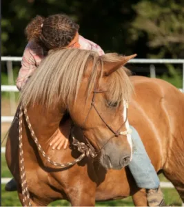 Clinique vétérinaire des Fauvettes à Gourdon