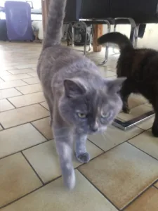 Cabinet vétérinaire du Dr Eddy Vlaemynck à Fenain