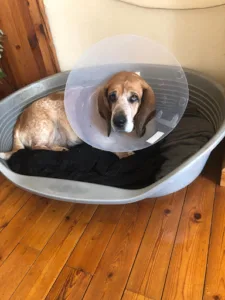 SELARL Vétérinaire de Callac à Callac