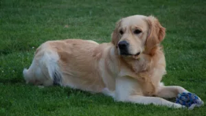 Cabinet vétérinaire de Grignols à Grignols