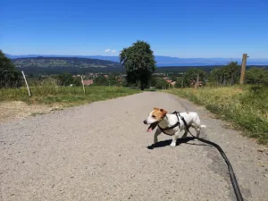 Cabinet vétérinaire de la vallée verte-Dr Sophie Gadat-Dr Valérie BURNET à Boëge