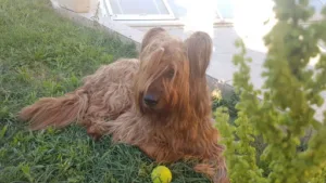 Clinique vétérinaire Pasteur à Fabrègues