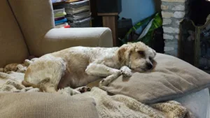 Cabinet Vétérinaire de la Valserine à Saint-Germain-de-Joux