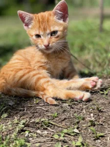 CABINET VET’O à Dolus-d'Oléron