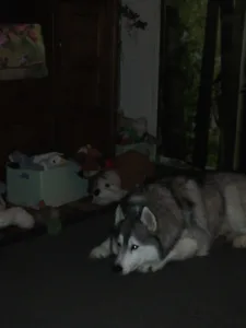 Molvot Jean-Luc à Olivet