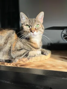 Céline PEUCHMAUR – Emilie HECHARD à Le Plessis-Brion