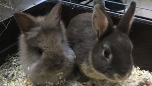 Veterinary Clinic Arsenal à Rochefort