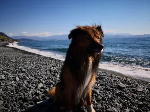 Cabinet vétérinaire Vetoletta à Oletta