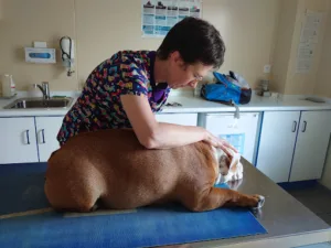 Dr Julie PERWEZ Vétérinaire (Ostéopathie) à Valdallière