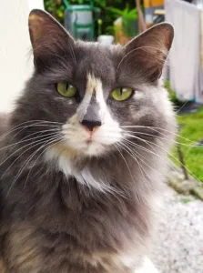 Clinique Vétérinaire Du Forum à Revel