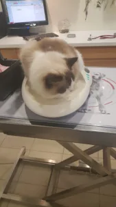 Veterinary Clinic Dr. Aubert Zoé à Orsay