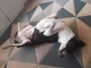 Cabinet vétérinaire du Saint-Bernard – Porte d’Alès à Saint-Hilaire-de-Brethmas