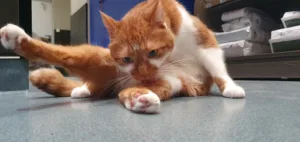 Mariaud Jérôme à Francheville