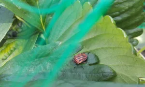 Lopez Jesus à La Trimouille