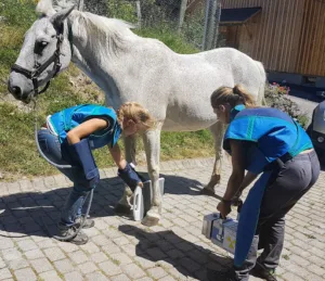 Vet’Equine – Vétérinaires équins à domicile (Annexe) à Feigères