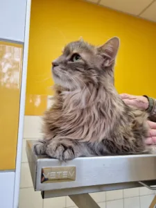 Arnold Tavernier Helene à Danjoutin