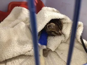 Cabinet Vétérinaire Albères – Vet Galvan Ramirez Gabriela à Saint-André