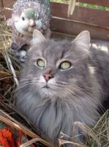 Clinique Vétérinaire Du Val De Sensée, Dr Cuer Vétérinaire à Aubigny-au-Bac