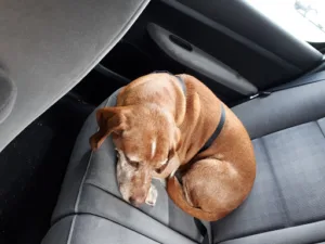 Cabinet Vétérinaire Les Cantegals à Colombiers