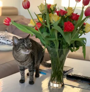 White Mill Veterinary Clinic à Saint-Tropez