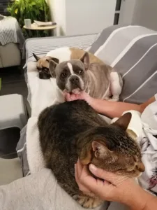 Cabinet vétérinaire de Plouzévédé des Docteurs Vétérinaires Gélébart et Lepoittevin à Plouzévédé