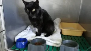 Clinique Vétérinaire Drs MENTIERE et IGLESIAS à Léognan