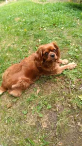 Vétérinaire d’Argonne et Val Dunois à Buzancy